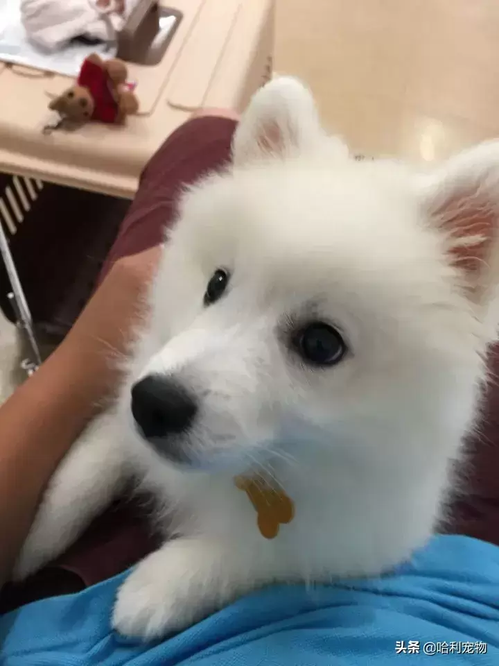 银狐犬讨人喜欢，为啥养的人不多（银狐犬讨人喜欢,为啥养的人不多呢）(图2)