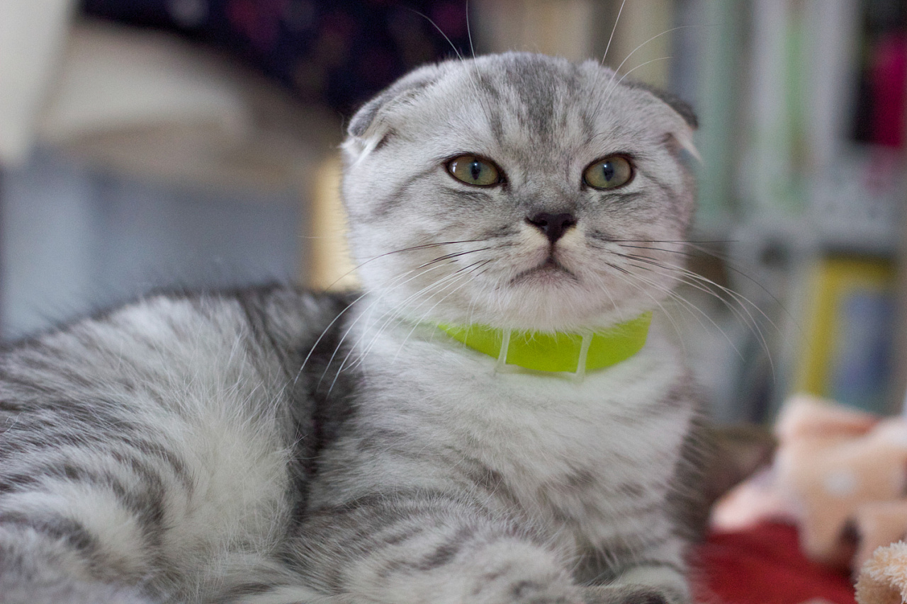 猫咪怕冷吗？这几种猫不仅不怕冷，还把冬天当着“天堂”(图2)