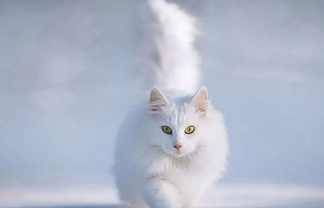 猫咪怕冷吗？这几种猫不仅不怕冷，还把冬天当着“天堂”(图3)