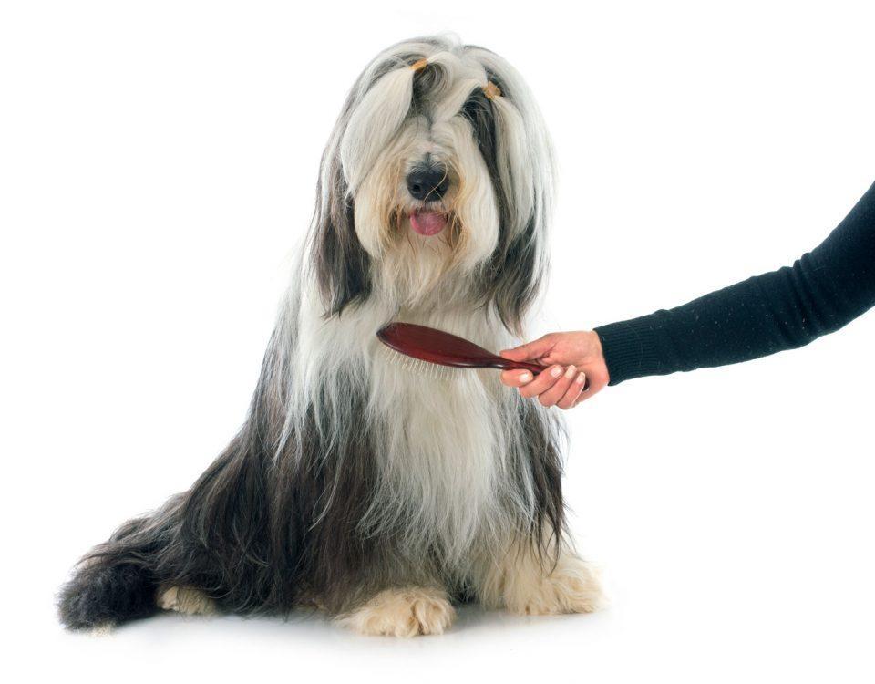 狗狗的毛发总是脱落？可能是狗粮的锅？（狗狗毛发粗糙掉毛怎么办吃什么药）(图4)