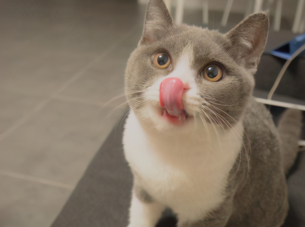 蓝猫为什么会呕吐？有可能不是疾病而是太饿了(图1)