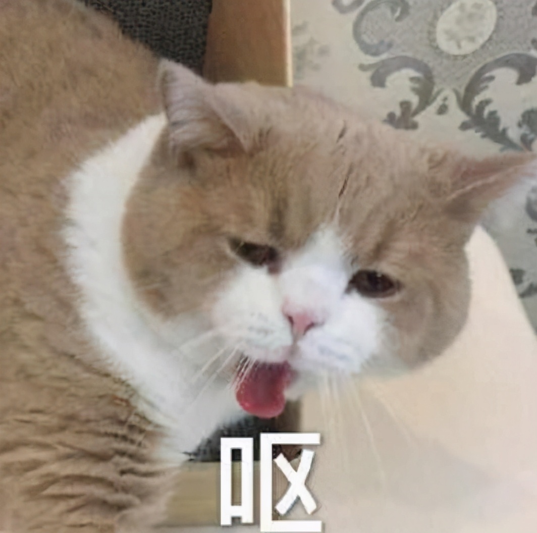 蓝猫为什么会呕吐？有可能不是疾病而是太饿了(图2)