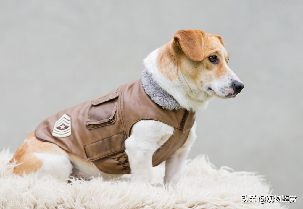 狗毛粘衣服怎么办？教你清理衣服上的狗毛妙招（衣服上粘狗毛）(图1)