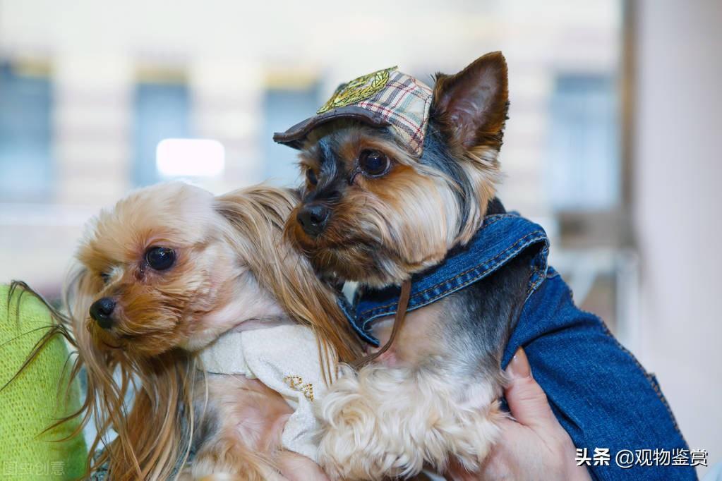 狗毛粘衣服怎么办？教你清理衣服上的狗毛妙招（衣服上粘狗毛）(图3)