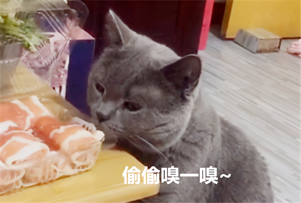 为什么那么多人会选择养蓝猫？蓝猫的优点(图2)