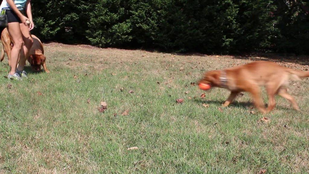 我的狗狗是胆小狗?怎么做才能让它不那么紧张?(胆小的狗怎么让他变得胆子大一点)(图4)