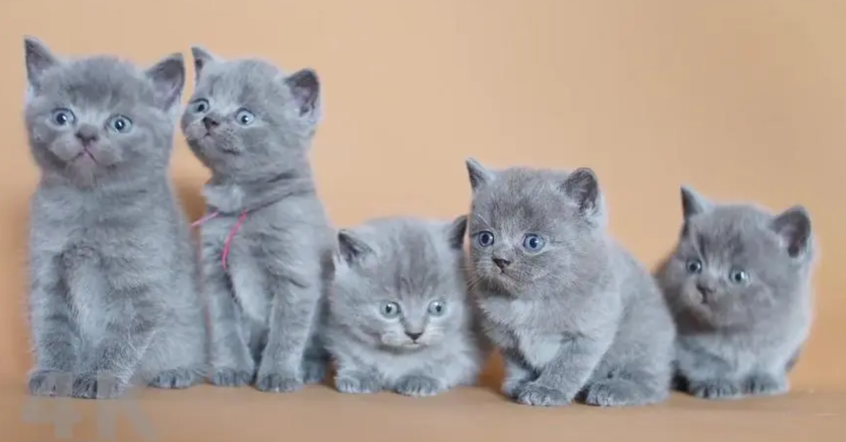 蓝猫打喷嚏流鼻涕是怎么回事？猫咪感冒注意事项(图1)