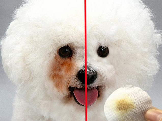 比熊上火有泪痕?这些食物,都是泪痕的“克星”(比熊有泪痕什么原因)(图1)