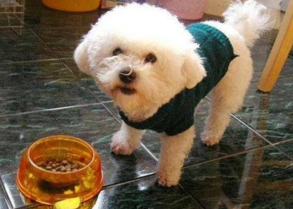 比熊上火有泪痕？这些食物，都是泪痕的“克星”（比熊有泪痕什么原因）(图7)