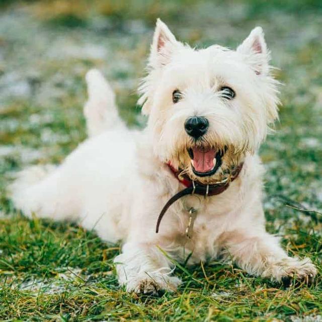 给狗狗取名字？哪些名字狗更容易听懂？（给狗狗取什么名字接地气）(图1)