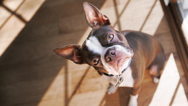 给狗狗取名字?哪些名字狗更容易听懂?(给狗狗取什么名字接地气)(图2)