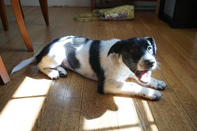 给狗狗取名字?哪些名字狗更容易听懂?(给狗狗取什么名字接地气)(图4)