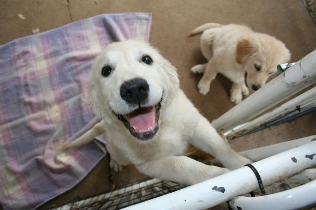 给狗狗取名字?哪些名字狗更容易听懂?(给狗狗取什么名字接地气)(图5)