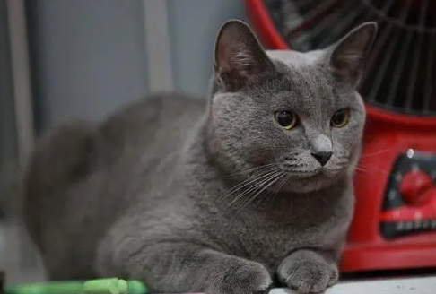 怎么分辨蓝猫性别?分辨蓝猫性别的方法(图1)