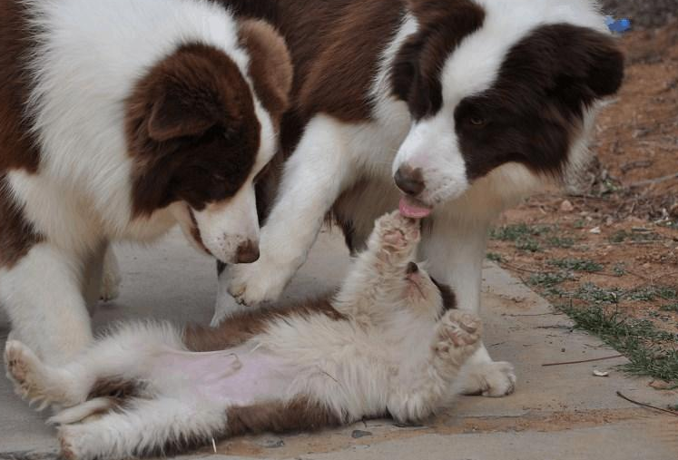 别以为这样养边牧是好的,其实很大可能在“伤害”它(养边牧的好处和坏处公的血泪史)(图1)