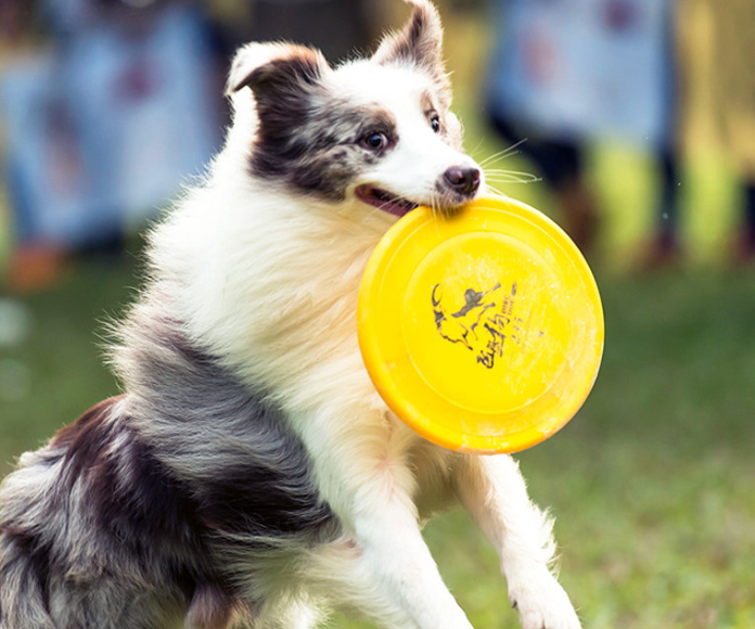 别以为这样养边牧是好的,其实很大可能在“伤害”它(养边牧的好处和坏处公的血泪史)(图2)