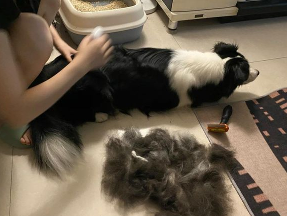 别以为这样养边牧是好的，其实很大可能在“伤害”它（养边牧的好处和坏处公的血泪史）(图5)