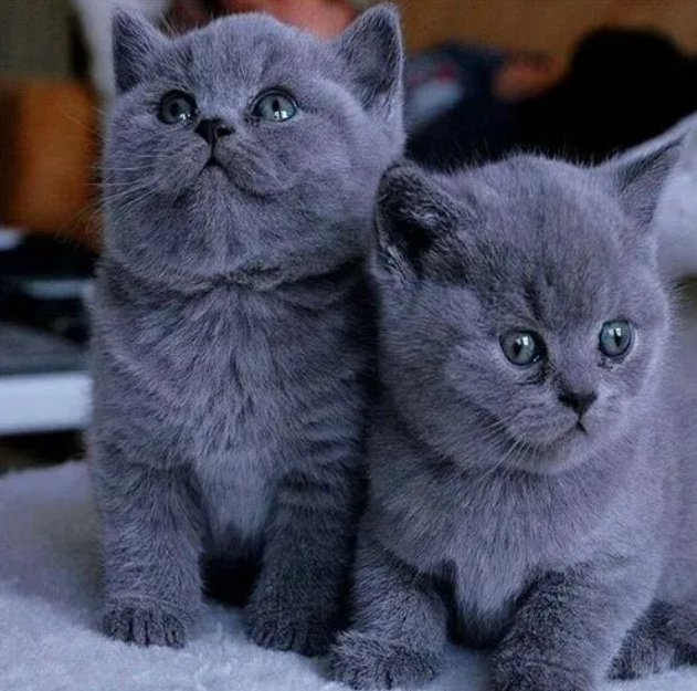 繁殖英国短毛猫我们应该注意哪些问题?(蓝猫繁殖注意事项)(图1)