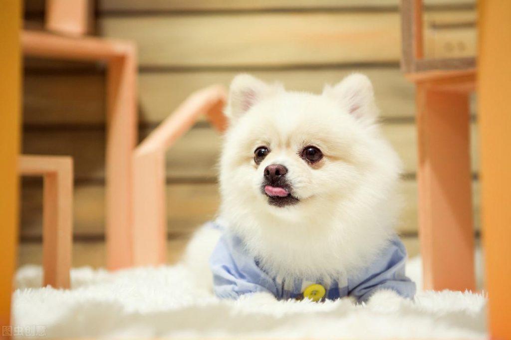 边牧的耳朵立不起来，只需要这招立马让耳朵立起来（怎么能让边牧的耳朵立起来）(图1)