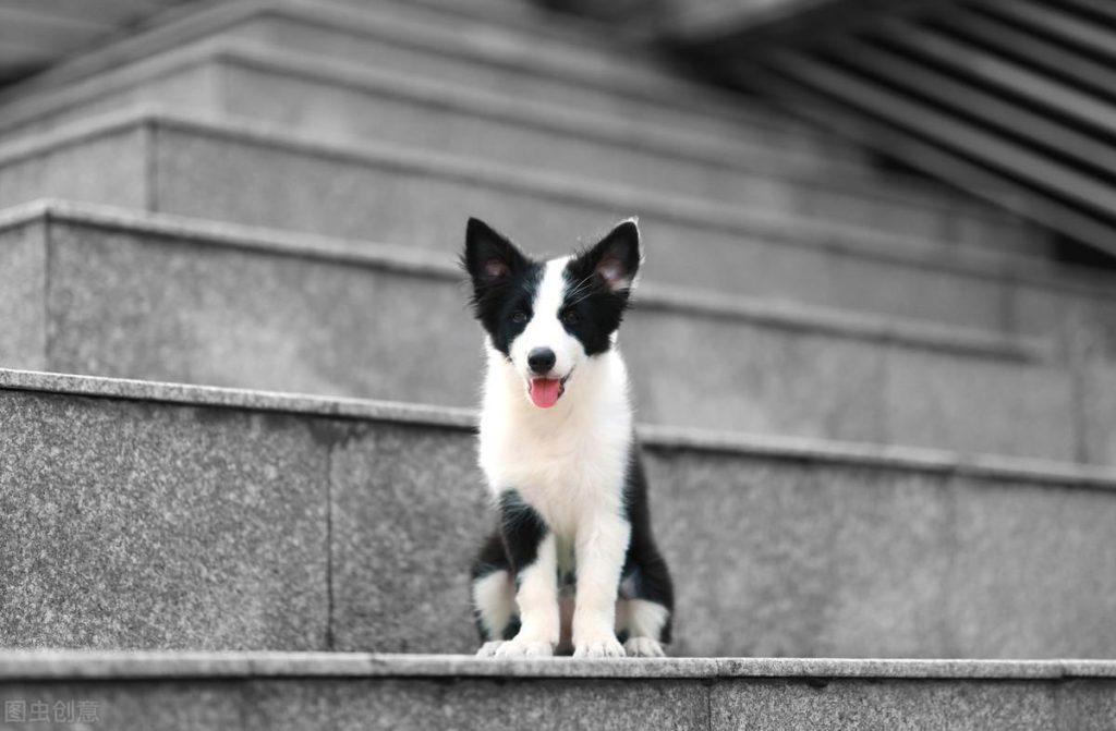 边牧的耳朵立不起来，只需要这招立马让耳朵立起来（怎么能让边牧的耳朵立起来）(图2)