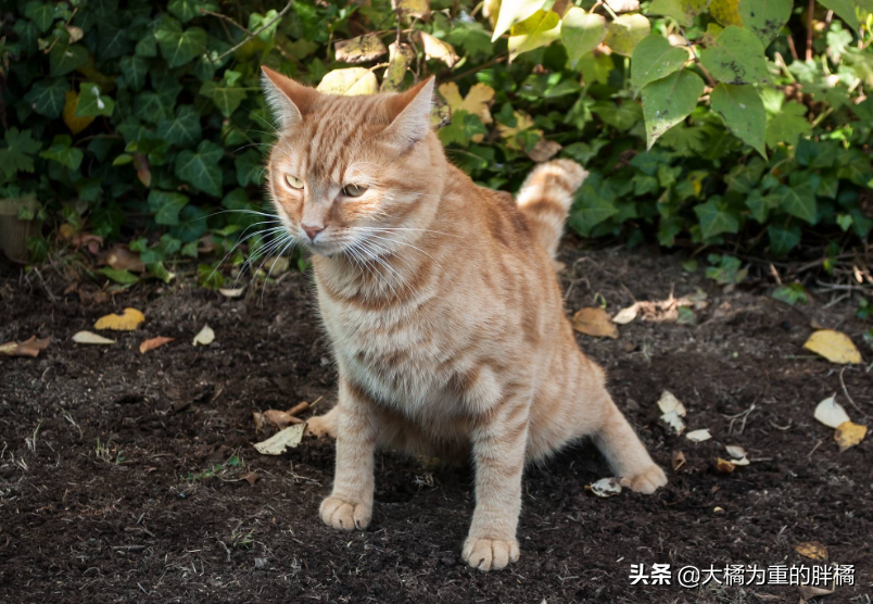 猫咪便秘怎么办？这几种办法可以缓解猫咪便秘(图2)