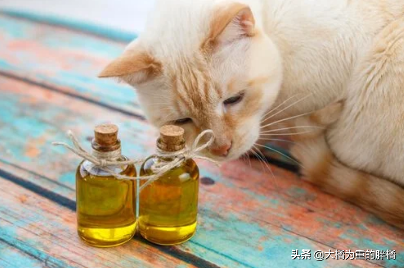 猫咪便秘怎么办？这几种办法可以缓解猫咪便秘(图4)