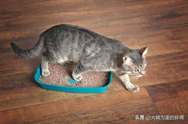 猫咪便秘怎么办？这几种办法可以缓解猫咪便秘(图5)