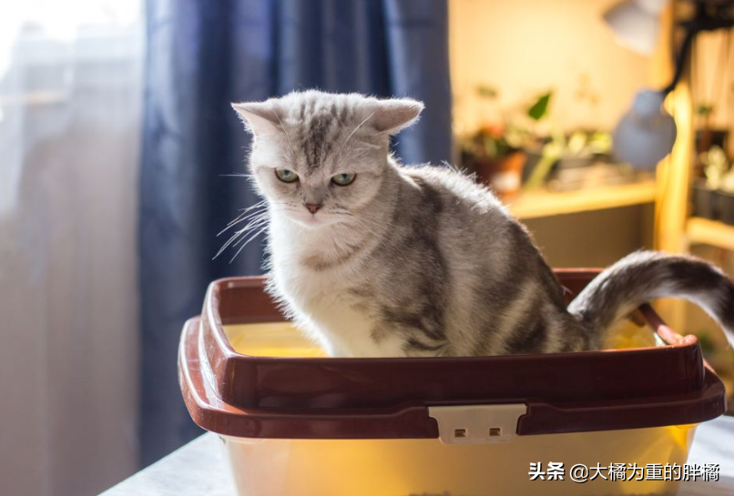 猫咪便秘怎么办？这几种办法可以缓解猫咪便秘(图6)