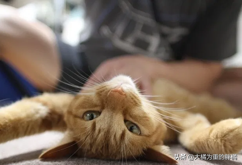 猫咪便秘怎么办？这几种办法可以缓解猫咪便秘(图7)