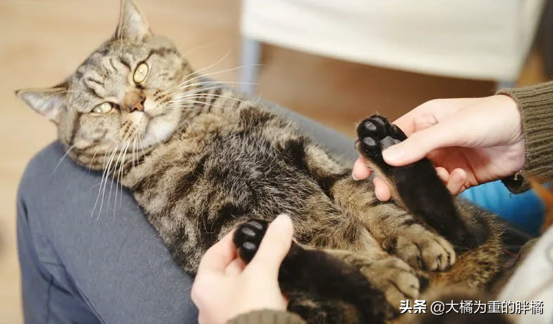 猫咪便秘怎么办？这几种办法可以缓解猫咪便秘(图8)