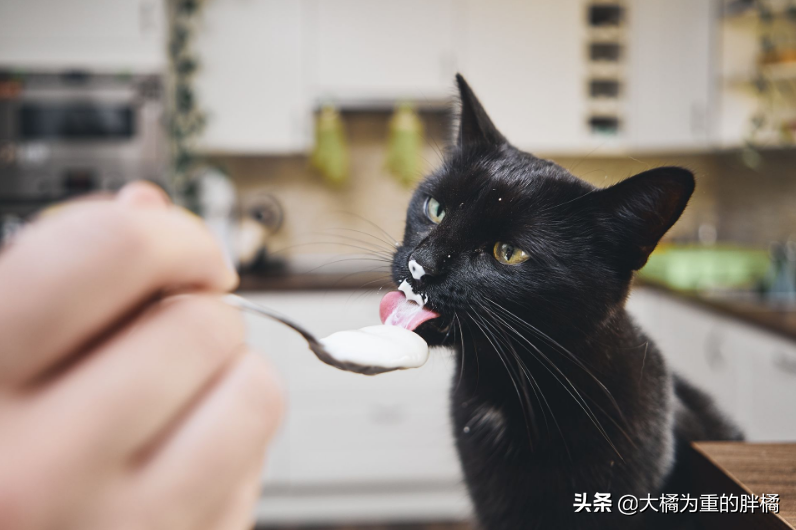 猫咪便秘怎么办？这几种办法可以缓解猫咪便秘(图9)