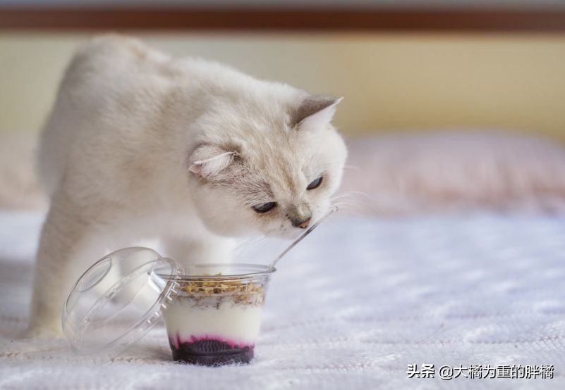 猫咪便秘怎么办？这几种办法可以缓解猫咪便秘(图10)