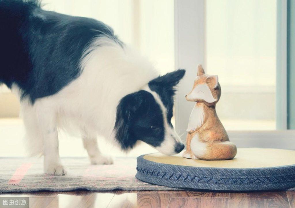 边境牧羊犬虽然聪明，养起来不容易，最好从小注意这3点（边境牧羊犬是什么样子）(图3)