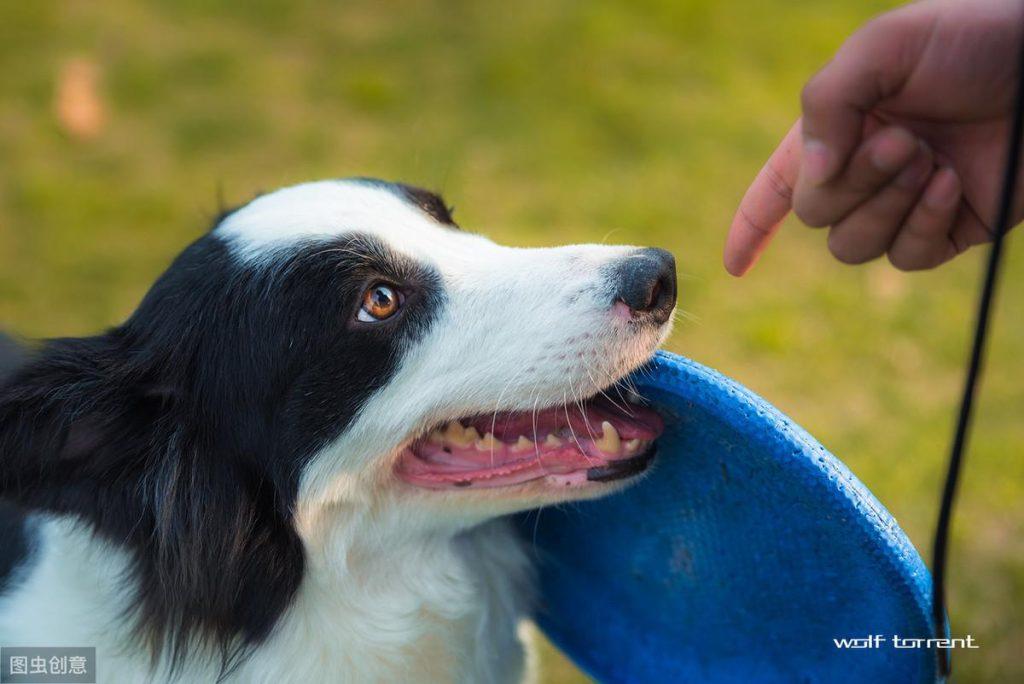 边境牧羊犬虽然聪明，养起来不容易，最好从小注意这3点（边境牧羊犬是什么样子）(图4)