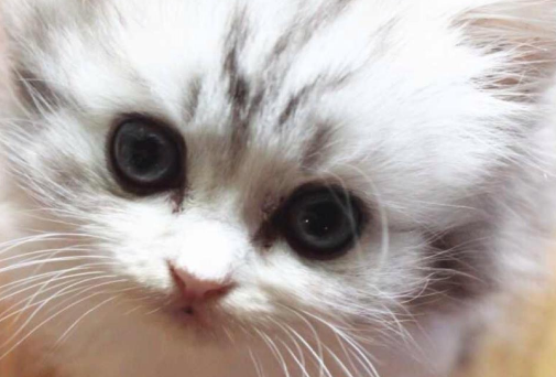 主人将猫咪提起来，小猫生气的在空气中张牙舞爪(图1)