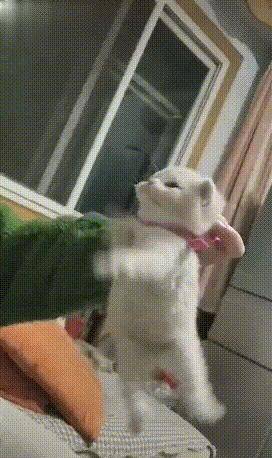 主人将猫咪提起来，小猫生气的在空气中张牙舞爪(图3)