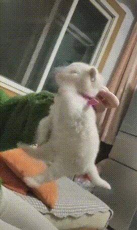 主人将猫咪提起来，小猫生气的在空气中张牙舞爪(图4)