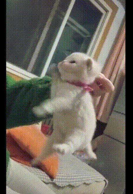 主人将猫咪提起来，小猫生气的在空气中张牙舞爪(图5)