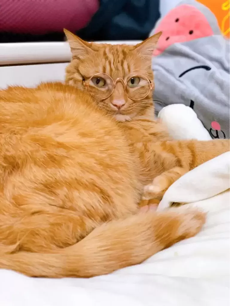 为什么你家橘猫嘴部有黑斑？ 橘猫的黑斑会形成黑色素瘤吗？(图3)