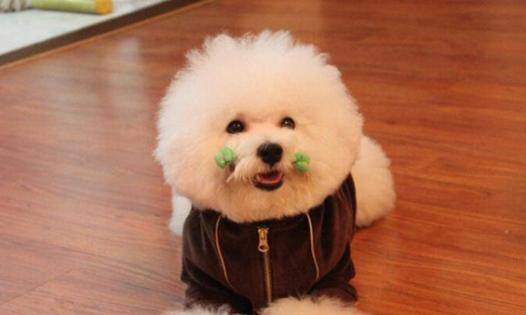 如何培养乖巧又聪明的比熊犬，这5个训练少不得（比熊犬该怎么训练）(图3)