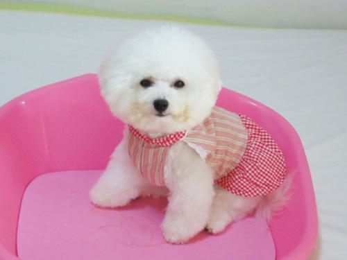 如何培养乖巧又聪明的比熊犬，这5个训练少不得（比熊犬该怎么训练）(图2)