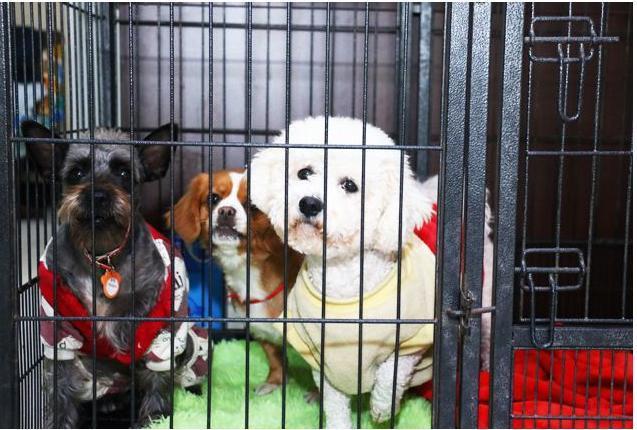 如何培养乖巧又聪明的比熊犬，这5个训练少不得（比熊犬该怎么训练）(图4)