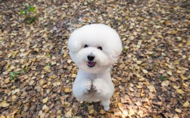 如何培养乖巧又聪明的比熊犬，这5个训练少不得（比熊犬该怎么训练）(图5)