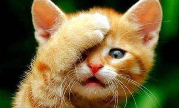 爱猫被撞死“猫妈妈”要撞猫人为猫披麻戴孝(图1)