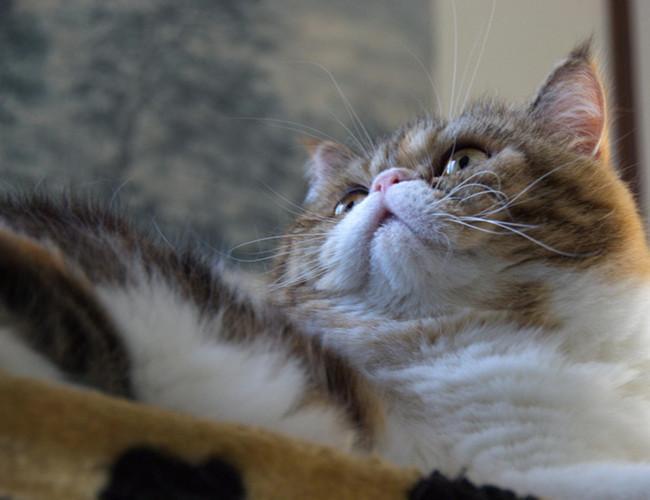 你喜欢波斯猫吗？“猫中王妃”波斯猫，原来优点那么多(图4)