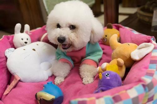 比熊纯不纯，看这5点，就能辨别出来（比熊如何分辨纯不纯）(图3)