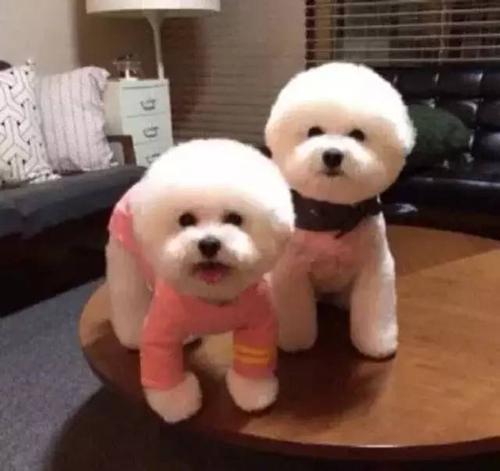 比熊纯不纯，看这5点，就能辨别出来（比熊如何分辨纯不纯）(图4)