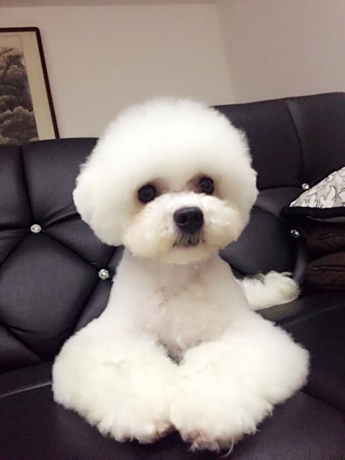 比熊纯不纯，看这5点，就能辨别出来（比熊如何分辨纯不纯）(图1)