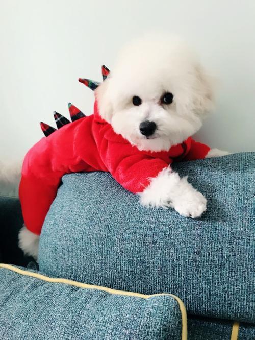 比熊纯不纯，看这5点，就能辨别出来（比熊如何分辨纯不纯）(图2)