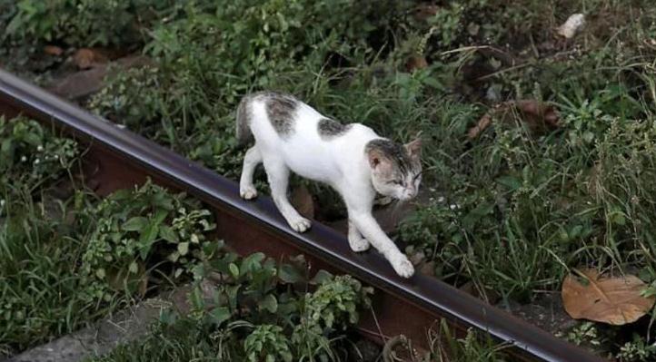 国外一猫咪携带“毒品”溜进监狱，被捕入狱不到一天，据说已越狱(图1)